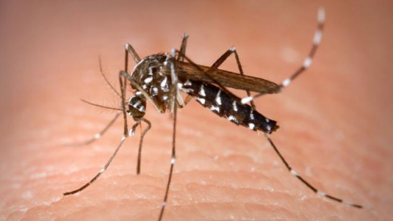 Şase cazuri de infecţie cu West Nile