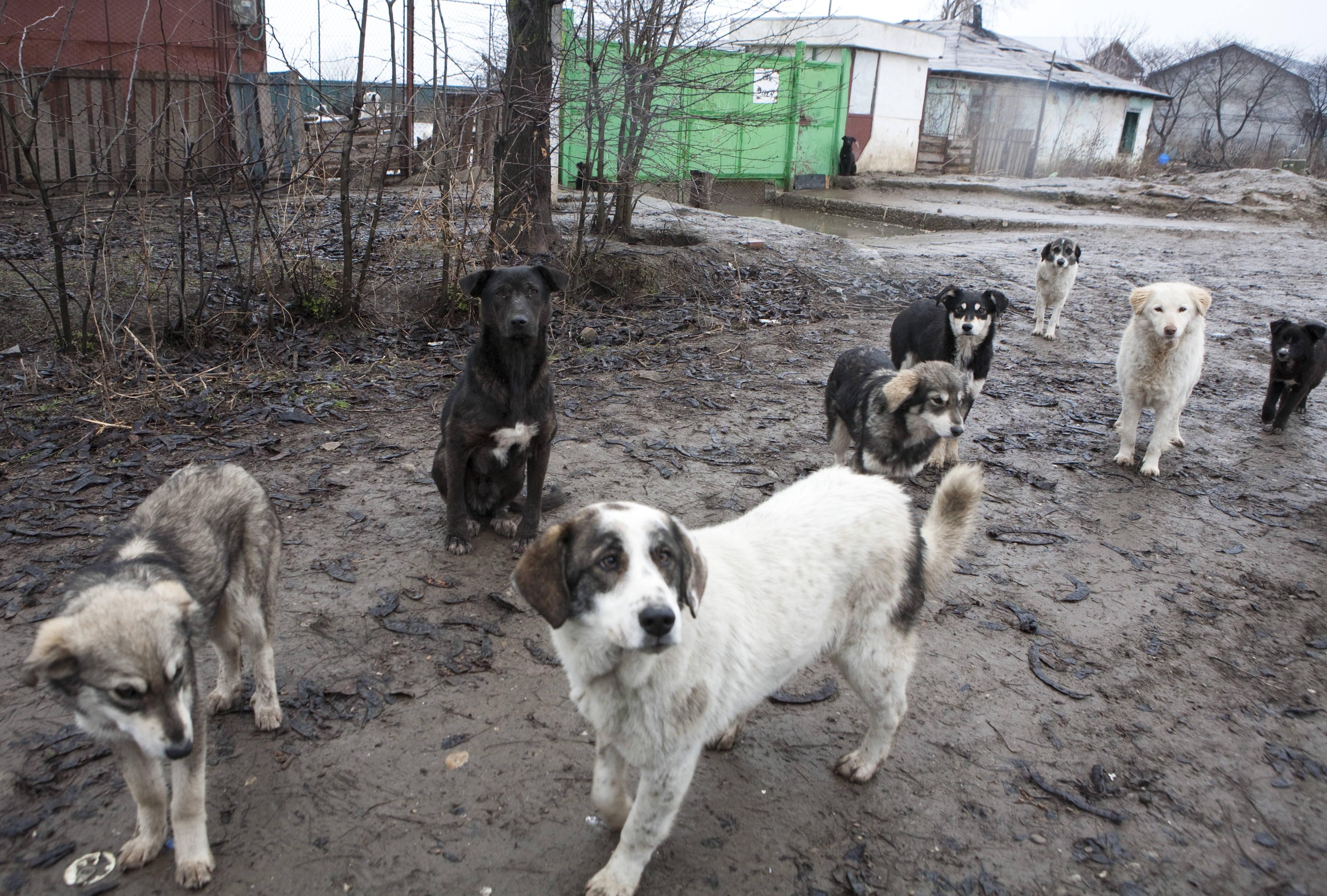 Surpriză cu patru picioare! Câinii care se înfruptă din cai sunt ai Primăriei Galaţi