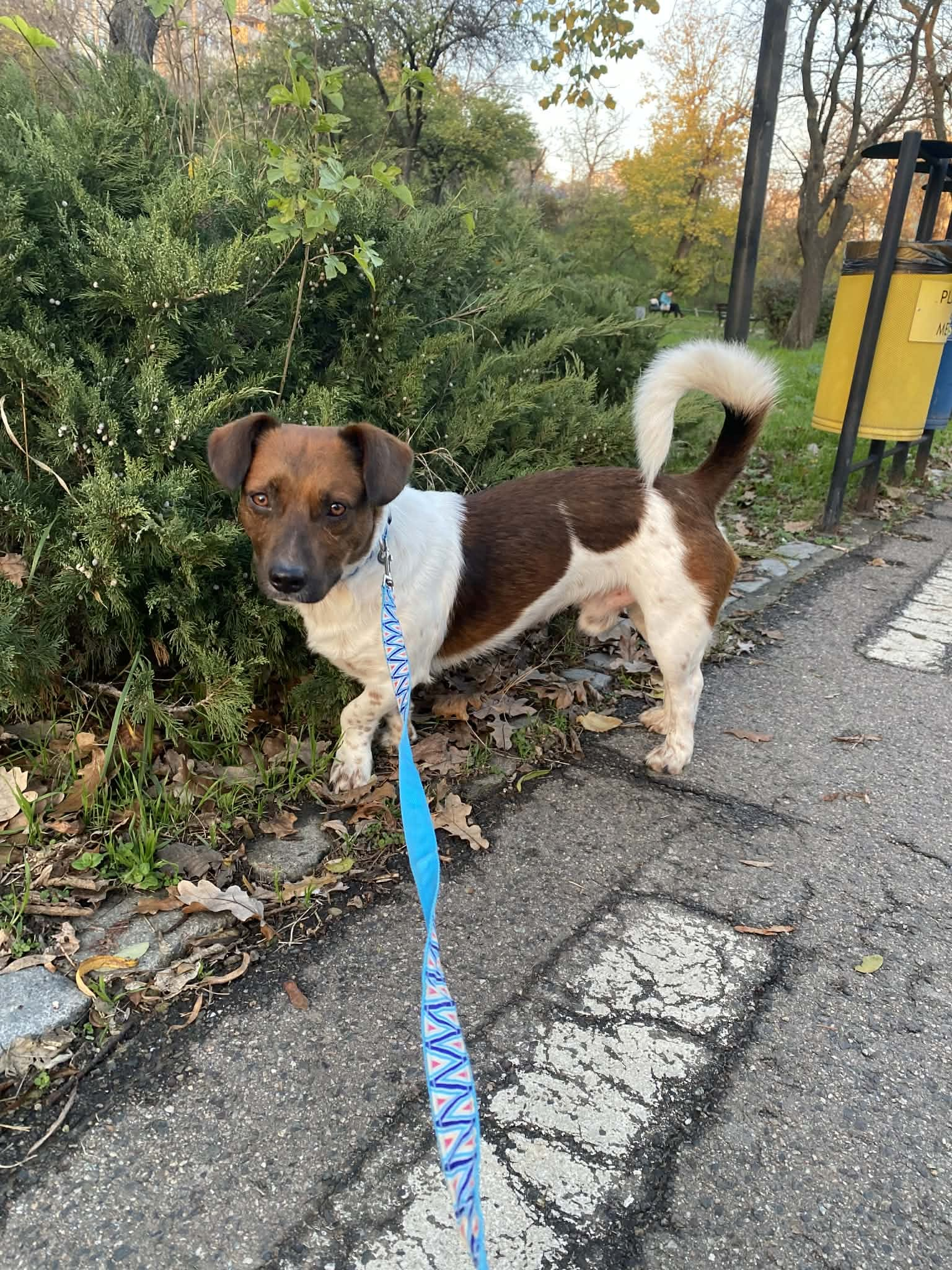 Se caută o familie pentru un suflet bun și deștept