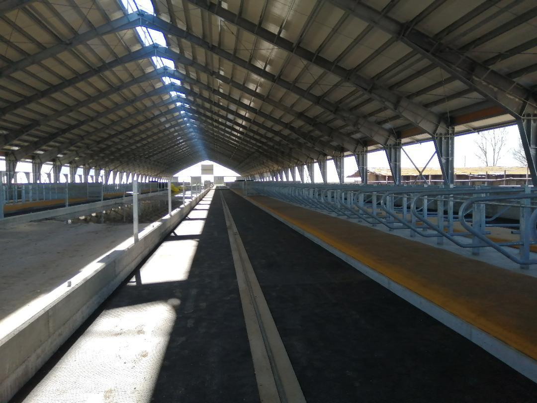 Patru milioane de euro pentru lapte sănătos, la Matca (FOTO)