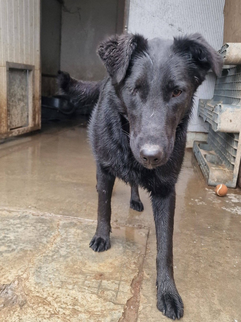 Ochişor aşteaptă o familie. Cine vrea o pirateriţă?