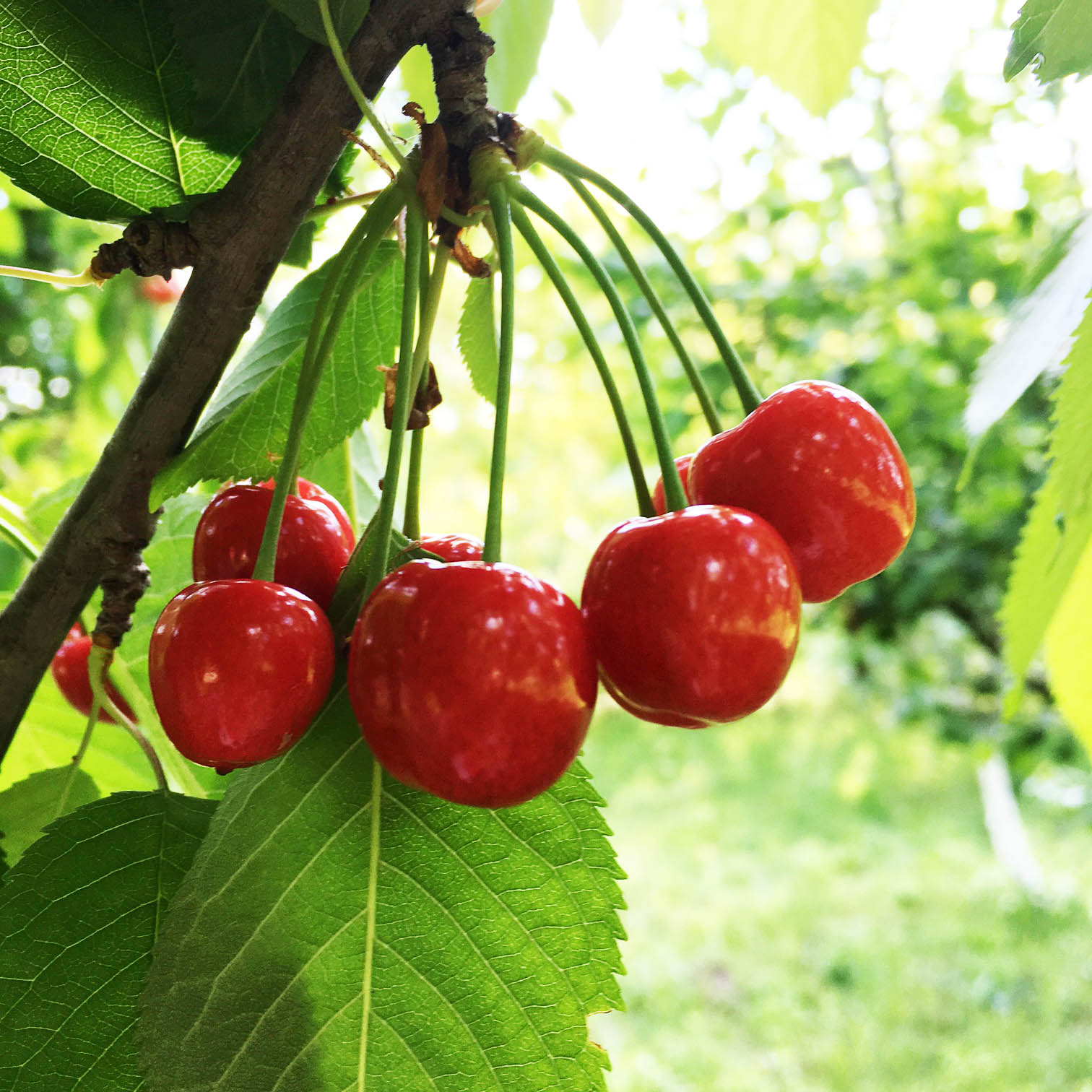Fonduri europene pentru pomicultori. Sprijin din partea Ministerului Agriculturii
