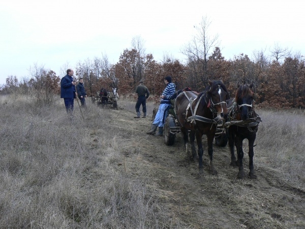 Trei hoţi de lemne au fost reţinuţi cu focuri de armă la Bălăbăneşti
