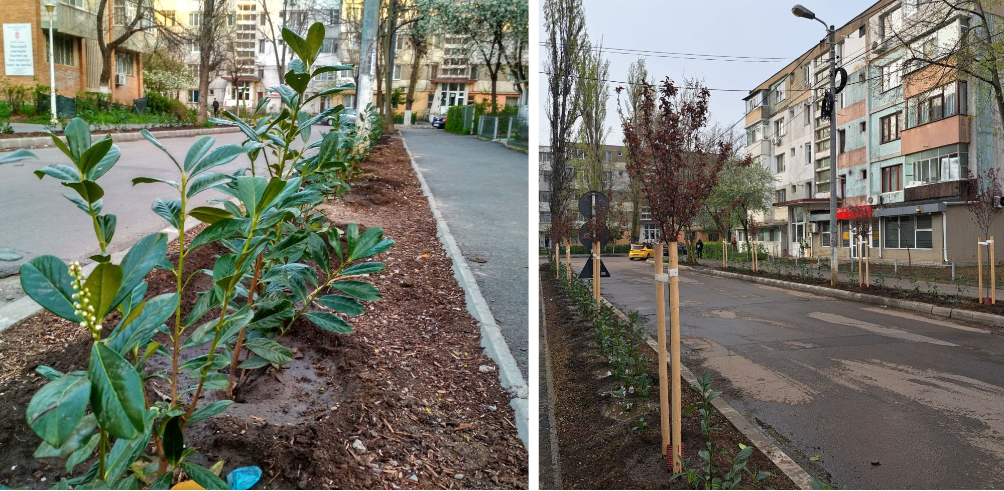 Poza zilei. Laur englezesc şi pruni decorativi, în Micro 19