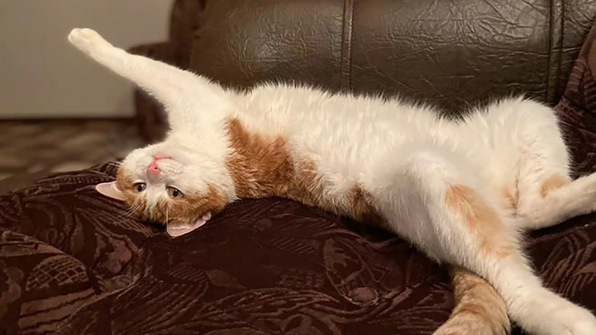 Amendă „grasă” pentru mieunatul pisicii