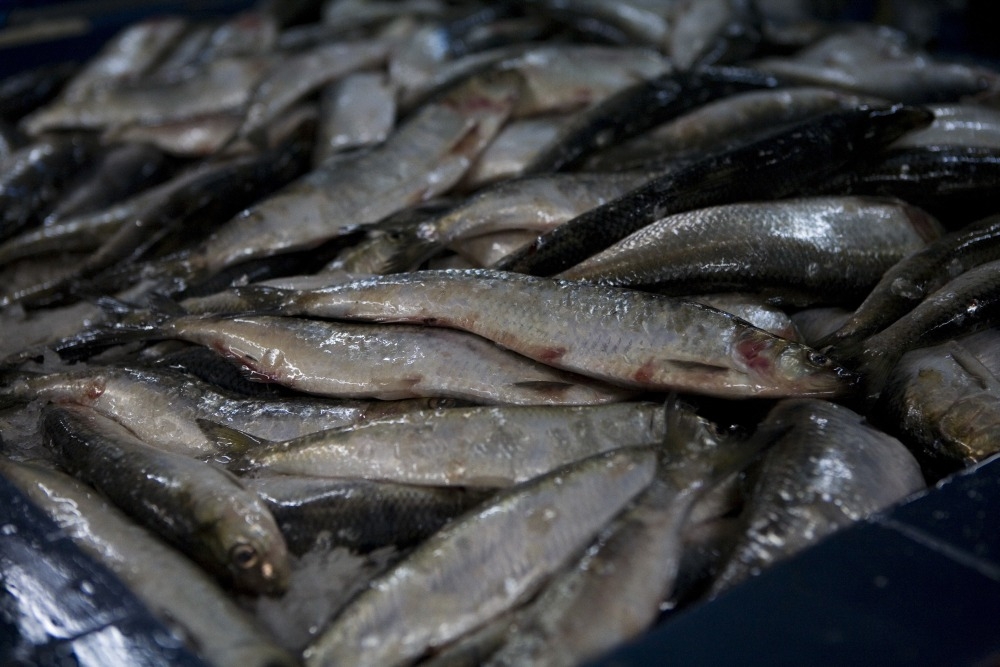 De ce nu creşte consumul. Mese fără peşte