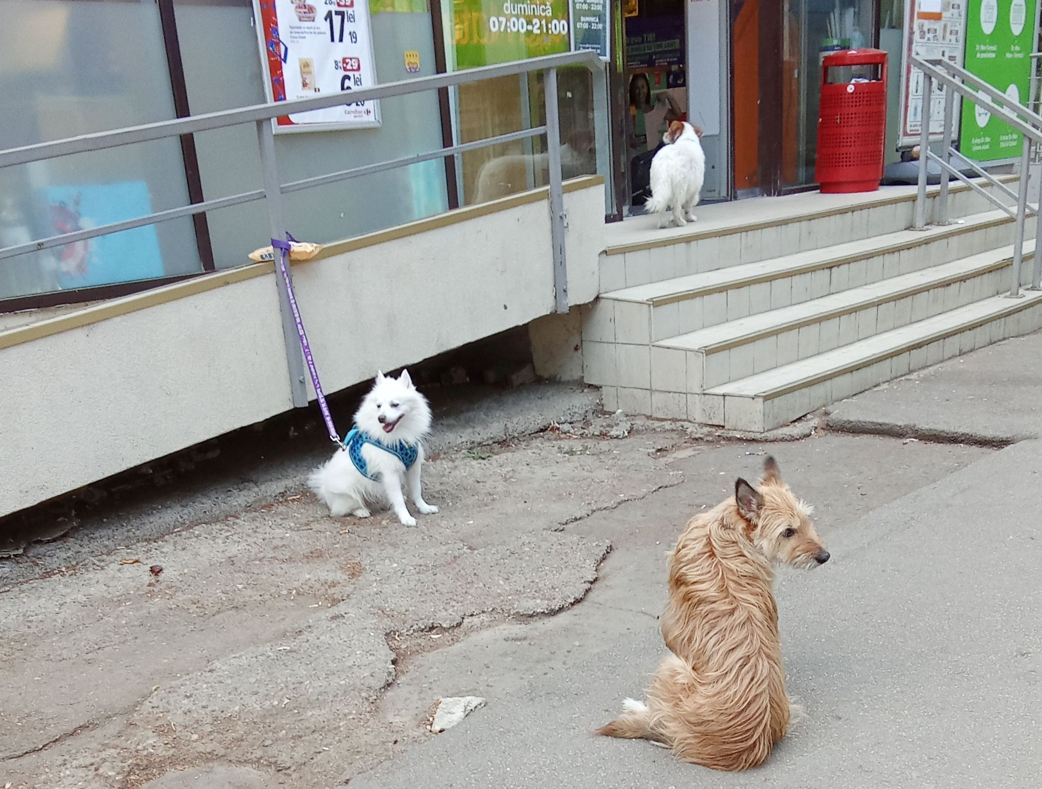 Poza zilei. Trei „cuminţenii” în aşteptarea stăpânilor