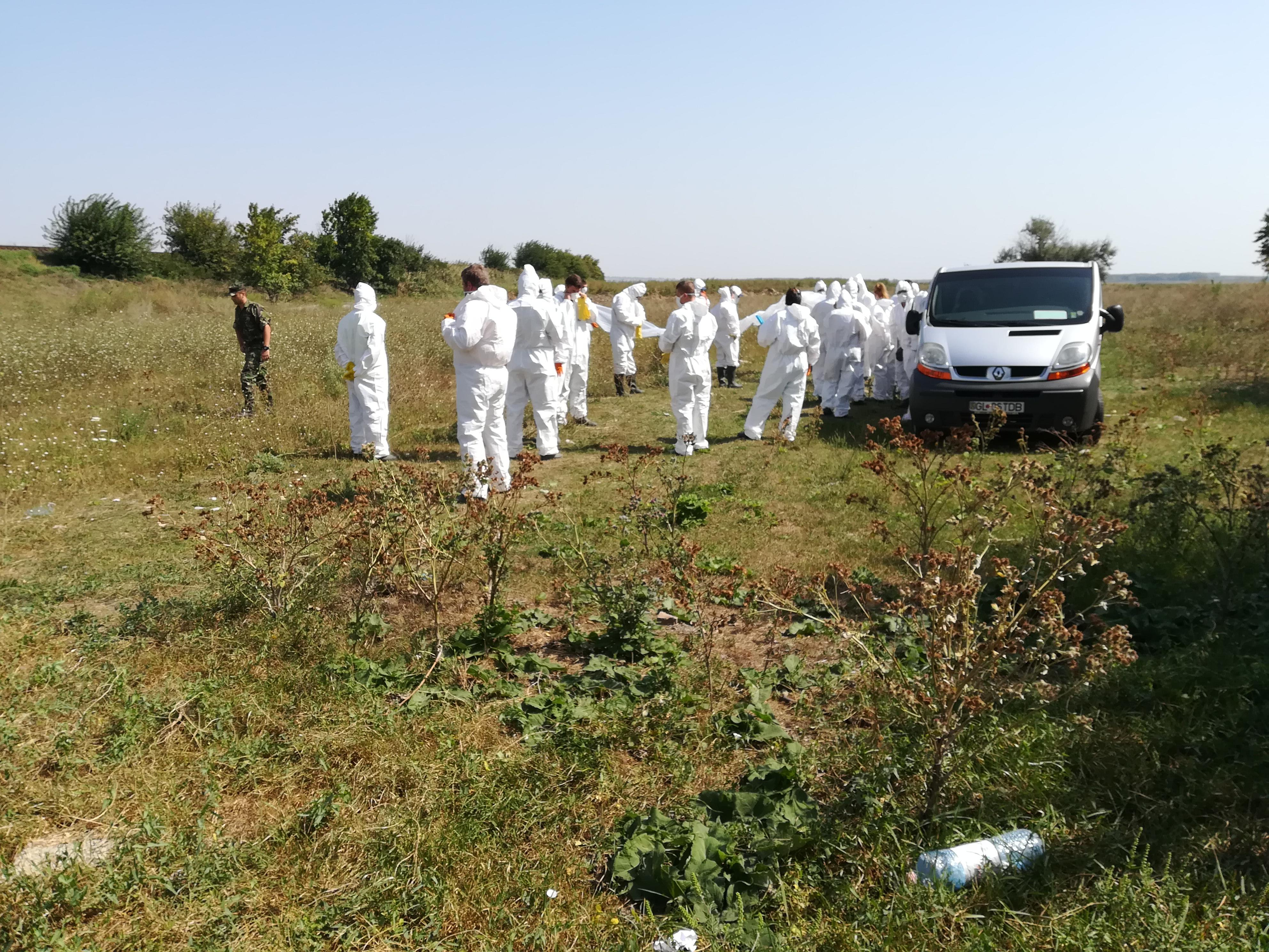 Două noi focare de pestă porcină în judeţul Galaţi