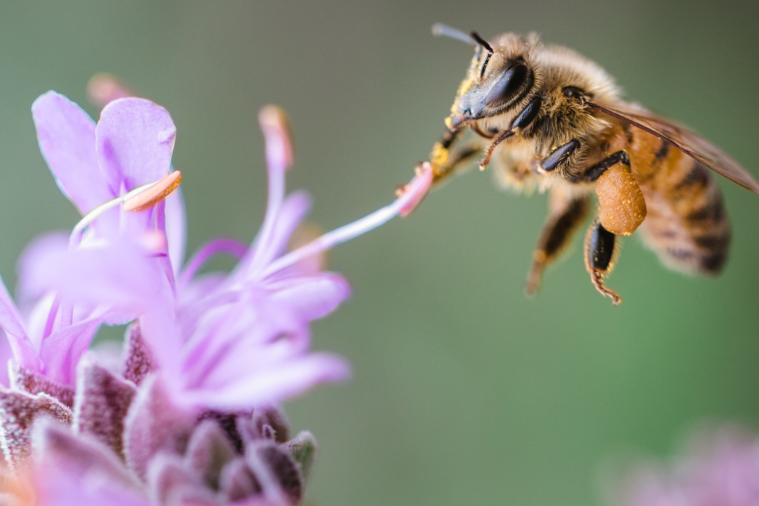 România, criticată referitor la protecția albinelor