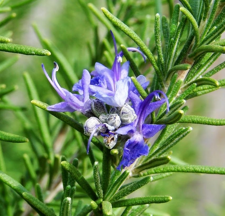 Planta care pune FIEREA LENEȘĂ la lucru