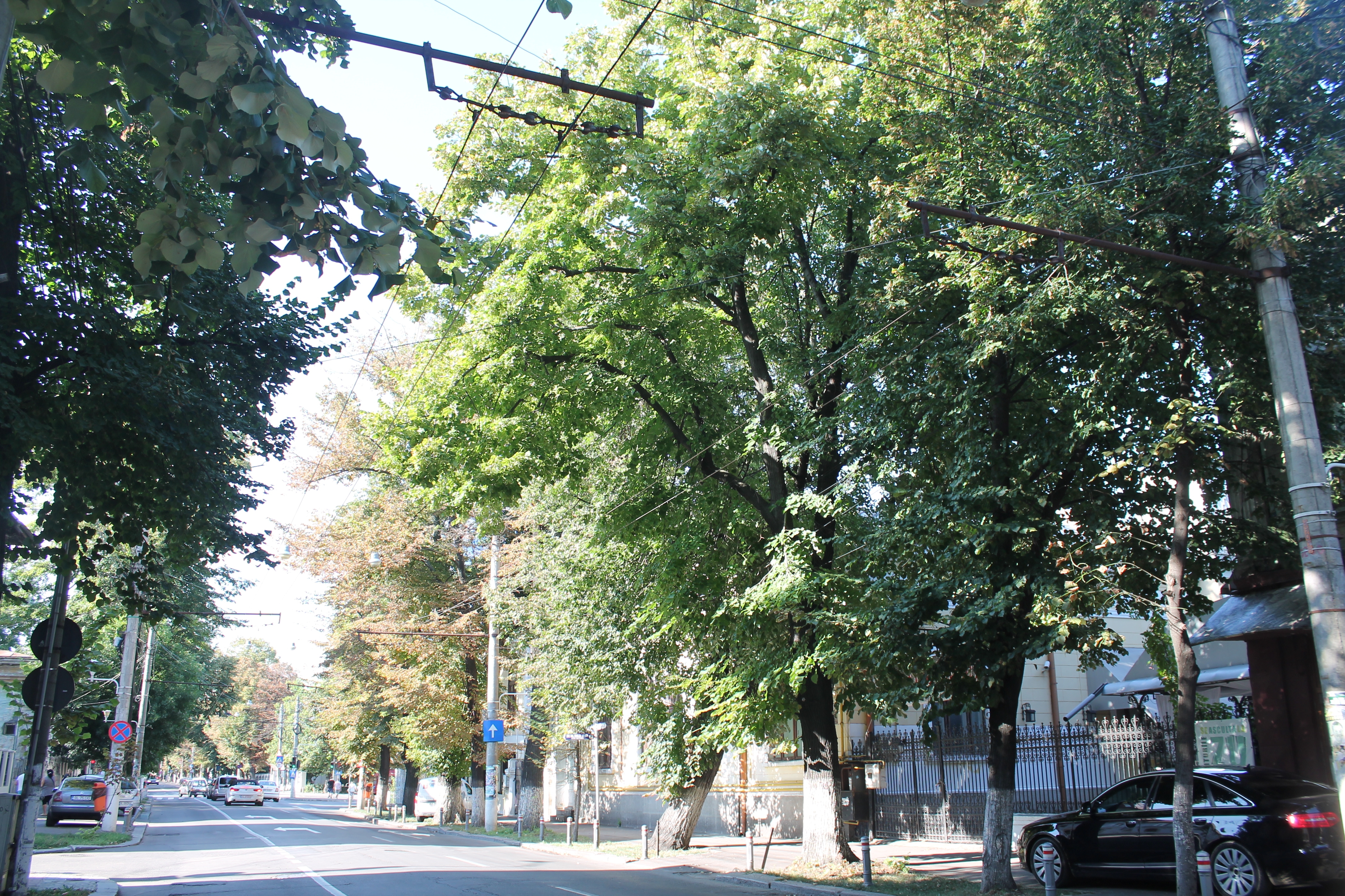 ORDIN DE LA PRIMĂRIE: Unii dintre TEII de pe Domnească vor fi TĂIAŢI