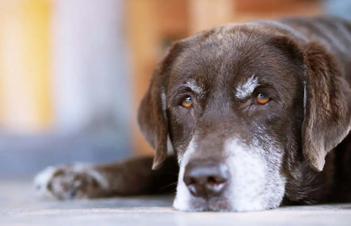 Cum îngrijim câinii seniori. Şcoala iubitorilor de animale