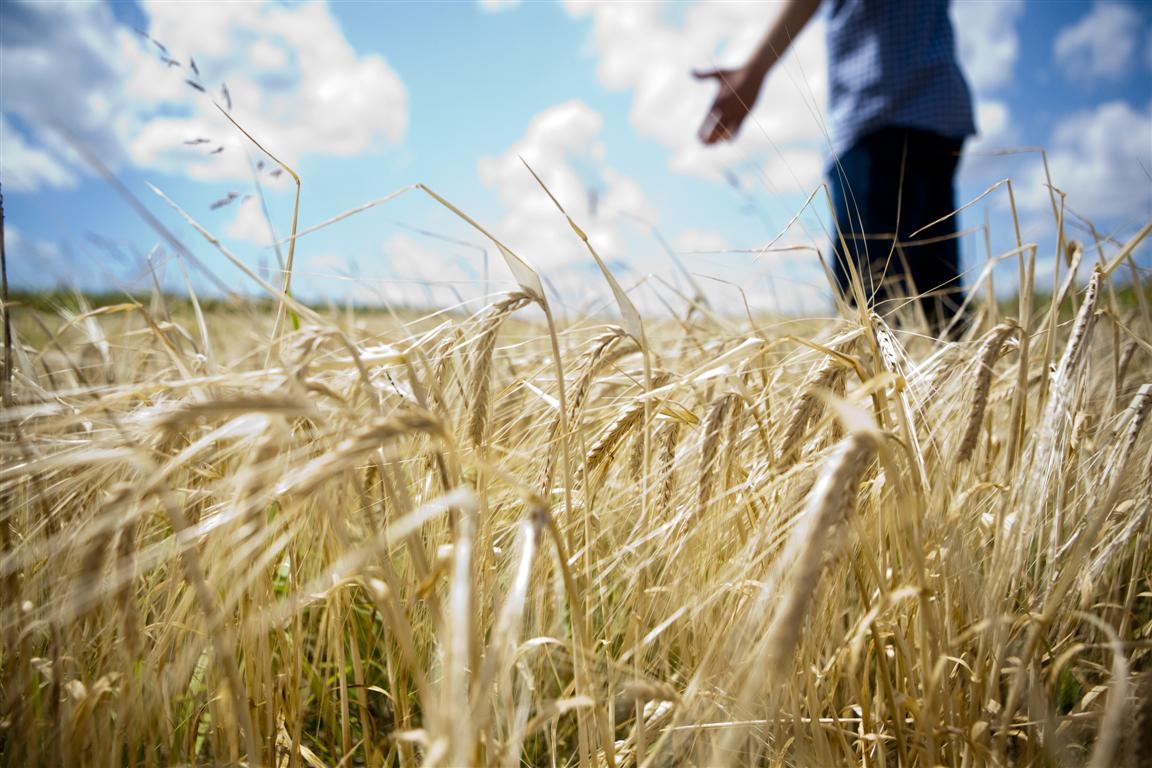 Bilanţ dezastruos: Avem de trei ori mai puţin grâu