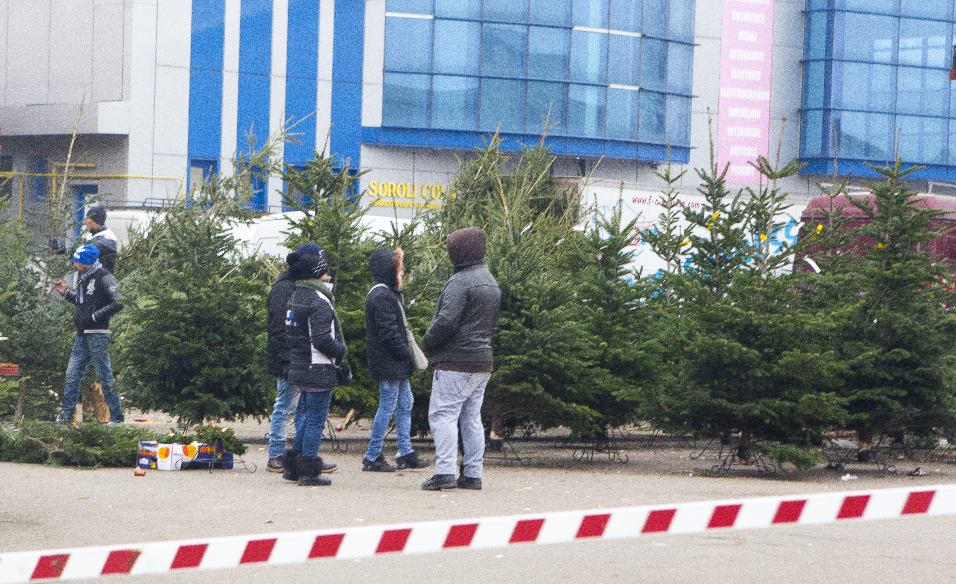 Cât costă bradul de Crăciun în pieţele din Galaţi