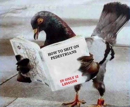 Porumbeii furaţi s-au întors la cuibul lor