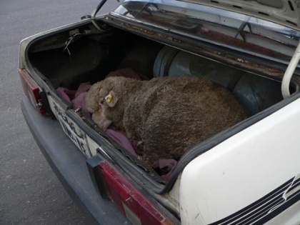 Cu banii daţi şi fără carne pe masă