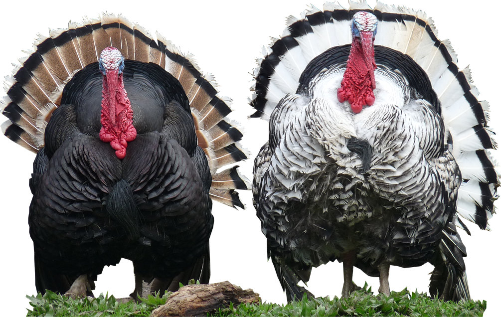 Cine n-are azil de bătrâni să-și cumpere curcani!