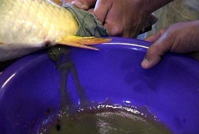 PREMIERĂ/ Geneticienii gălăţeni au încrucişat crapul cu morunul