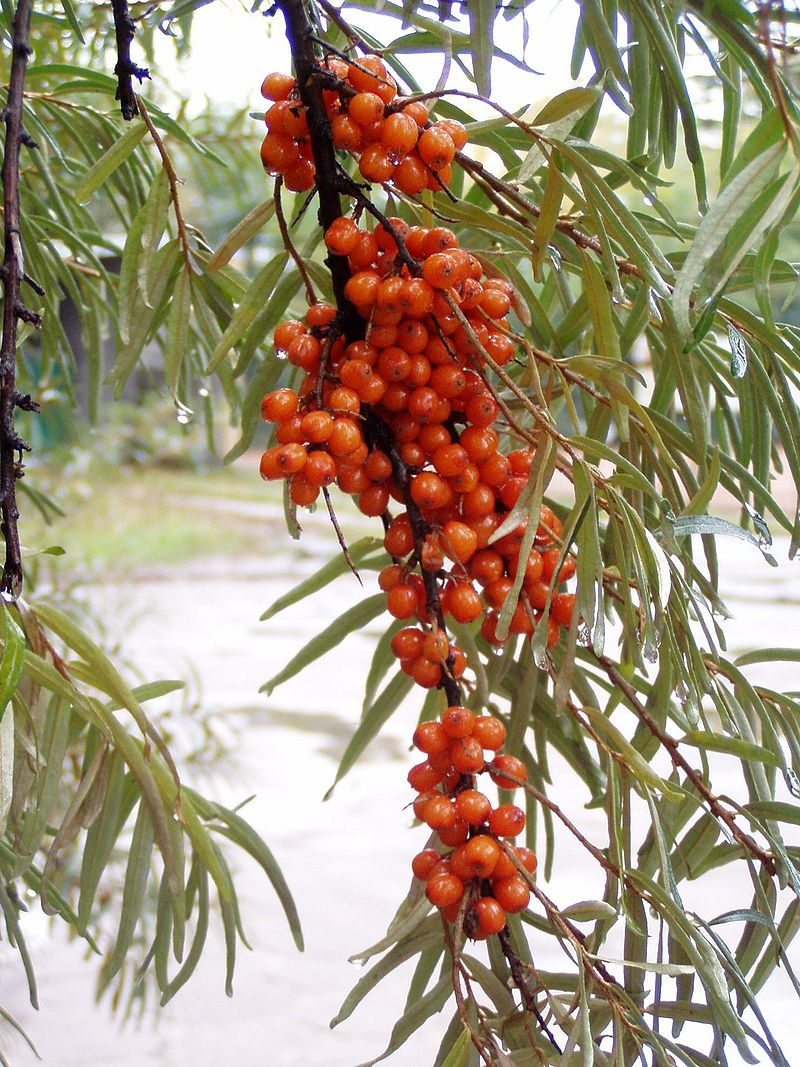 Un marinar gălăţean cultivă cătină la Malu Alb