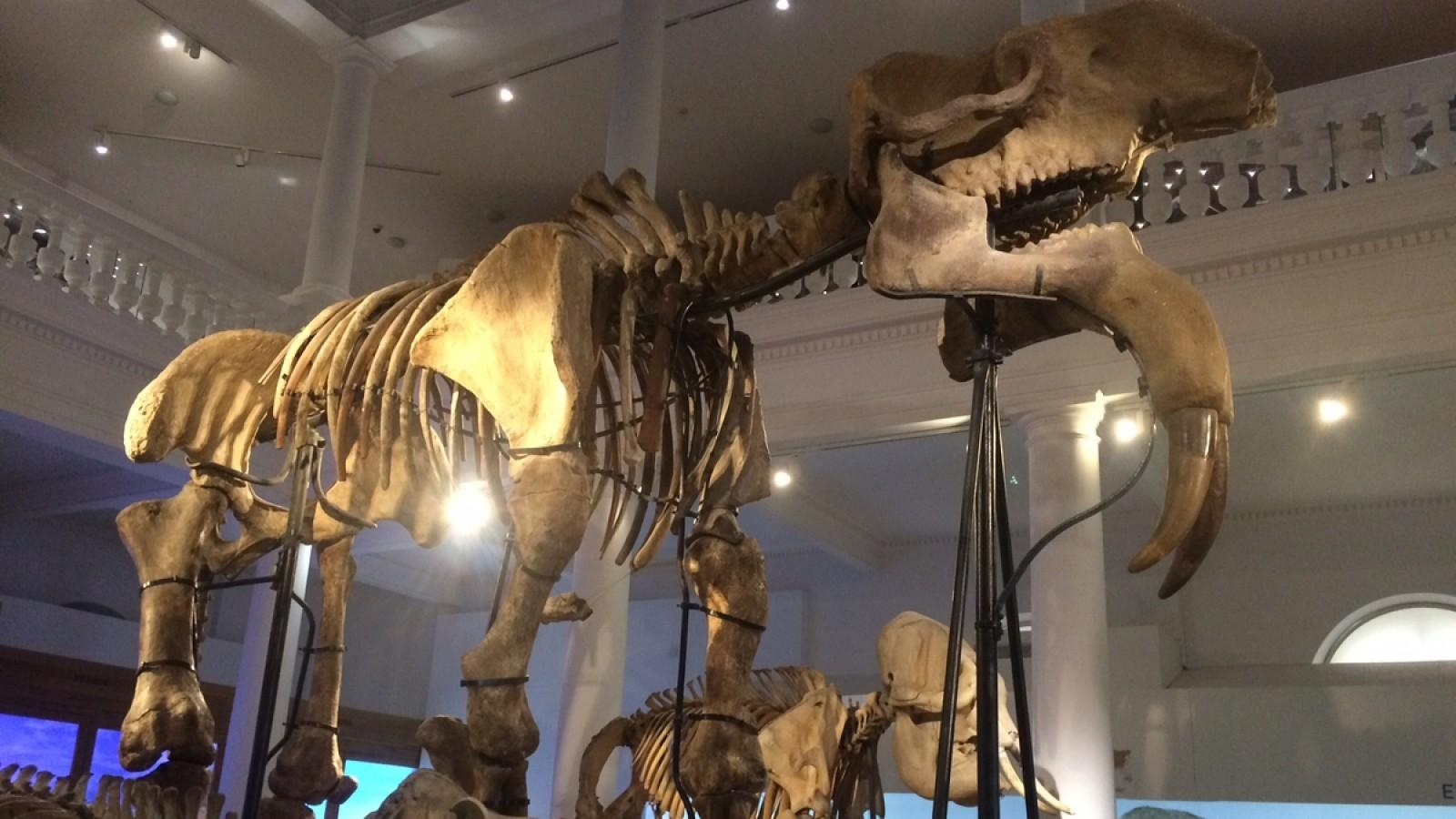 Vizită virtuală la muzeele din Bucureşti