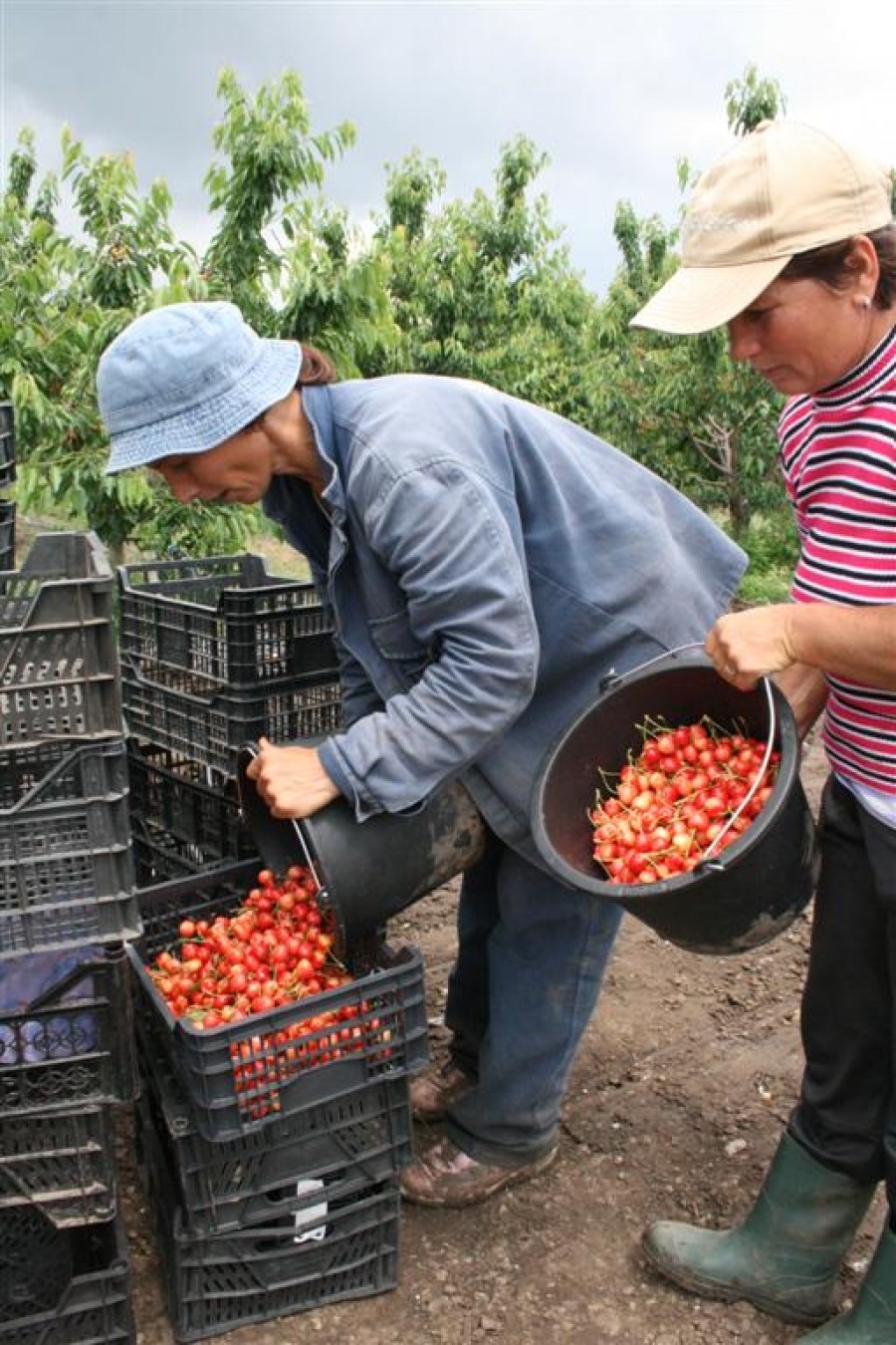 GALAŢI - judeţul LIVEZILOR puse PE FOC şi al FRUCTELOR DE IMPORT