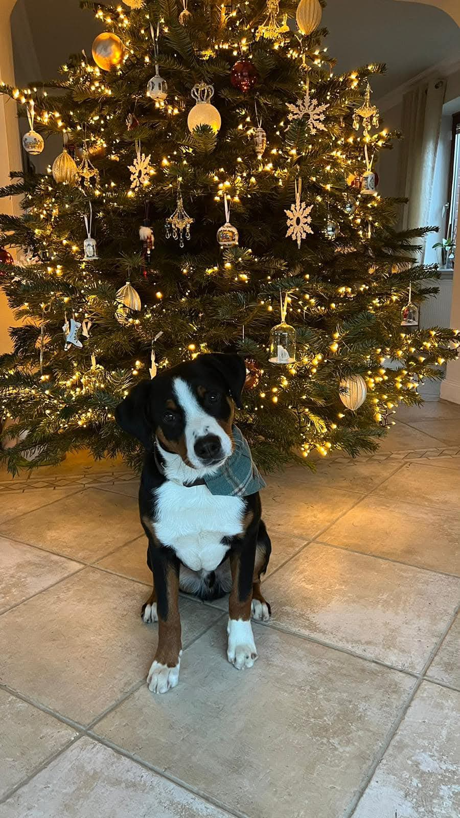 Aron, un superb Ciobănesc de Berna, s-a accidentat grav într-un parc din oraș