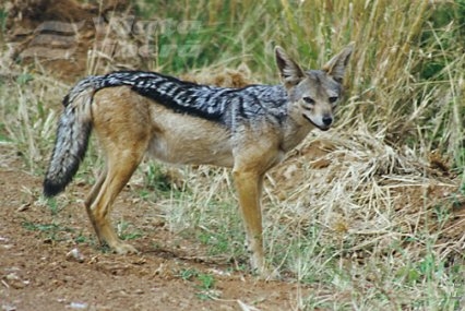 Noapte de coşmar, la stână