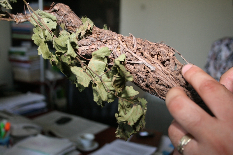 Viticultura, în pericol: Cancerul viţei-de-vie ameninţă podgoriile gălăţene!