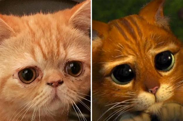 Secretele pisicilor portocalii