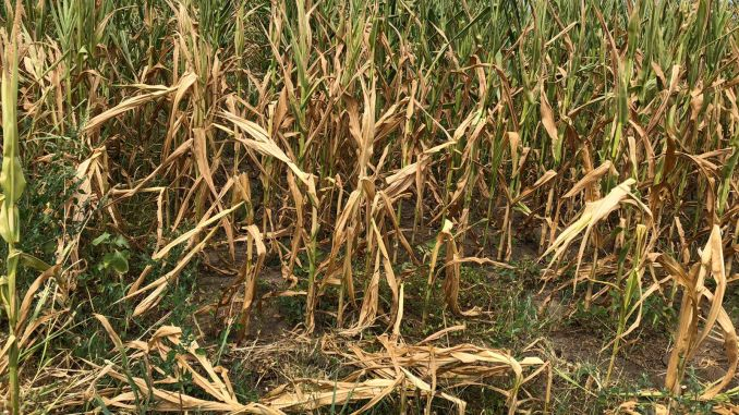 88 la sută din culturile de primăvară, compromise