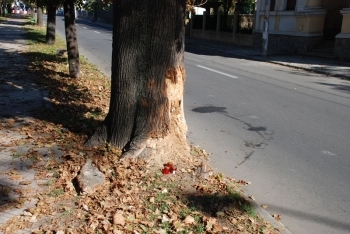 BRĂILA: Şofer de BMW MORT într-un TRAGIC ACCIDENT