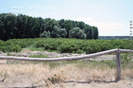 Privatizarea malului Dunării - o picătură într-un ocean de hoţii