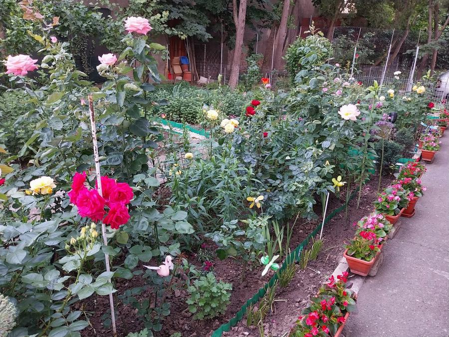 Două doamne şi oaza lor de frumos din Centru