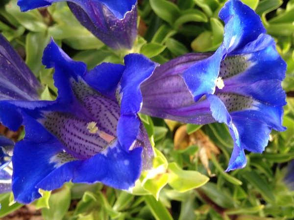 Planta bună în răceli şi în problemele digestive