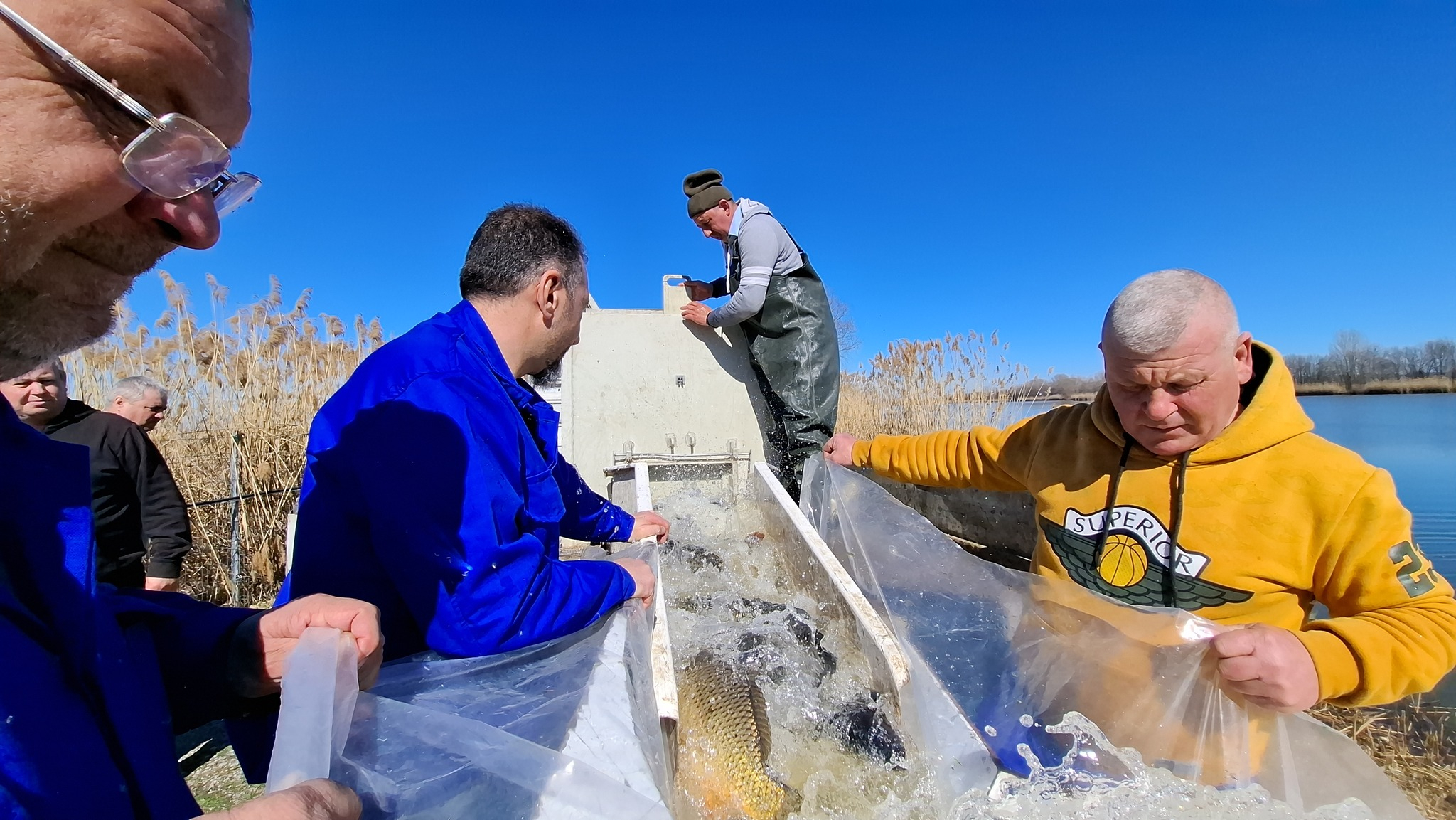 Are balta pește! Două tone de crap, la Zătun