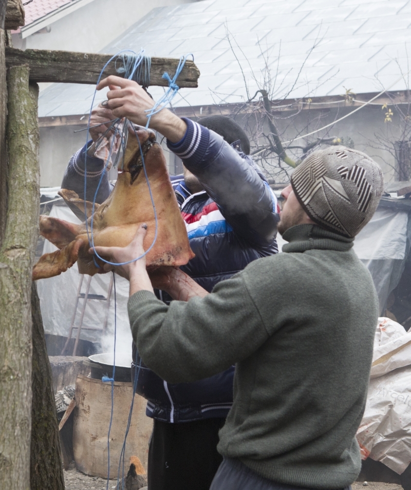 Tai porcul? Testează-i carnea pentru trichineloză!