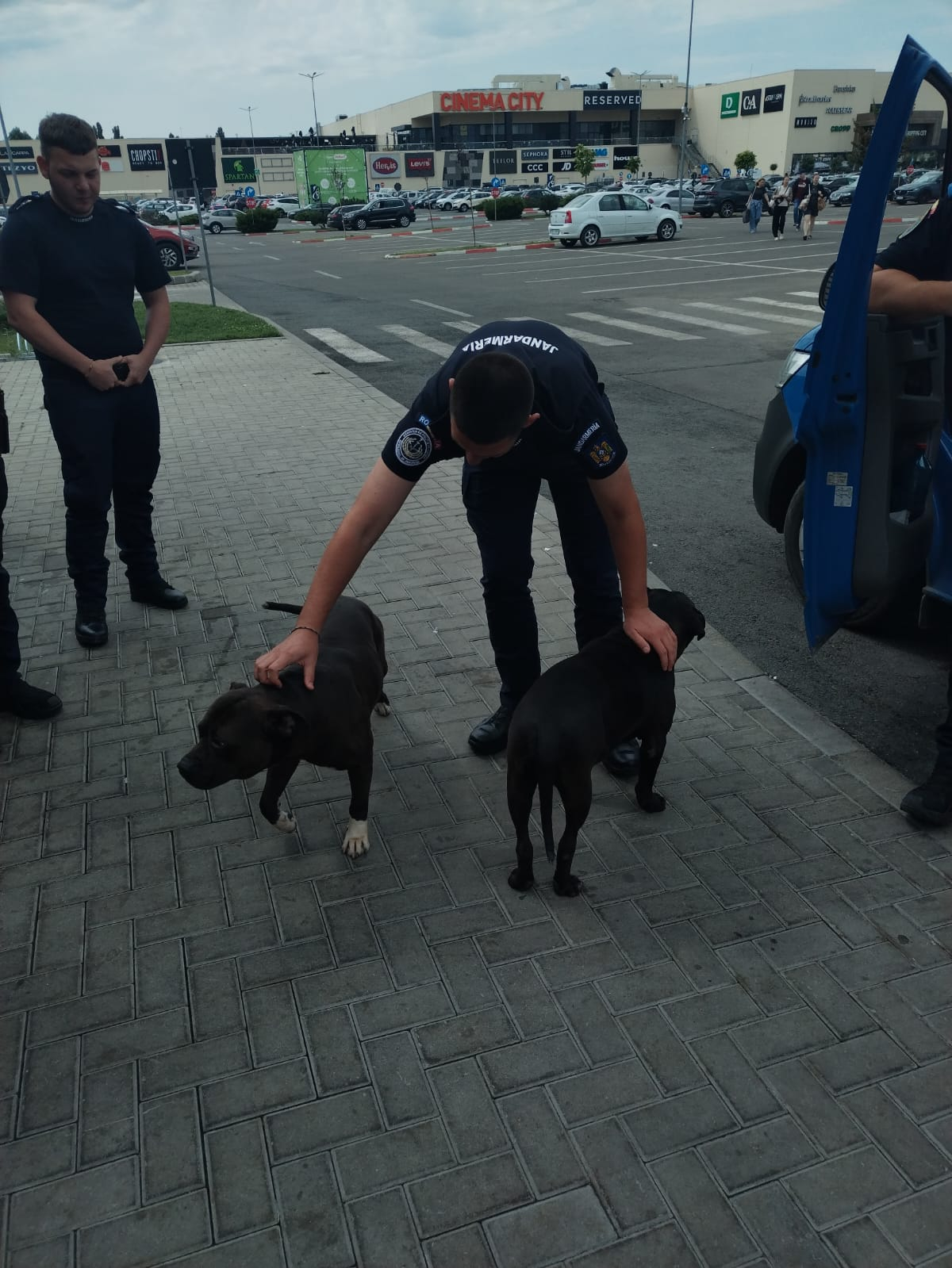 Doi câini preluați din parcarea unui supermarket își caută stăpânul