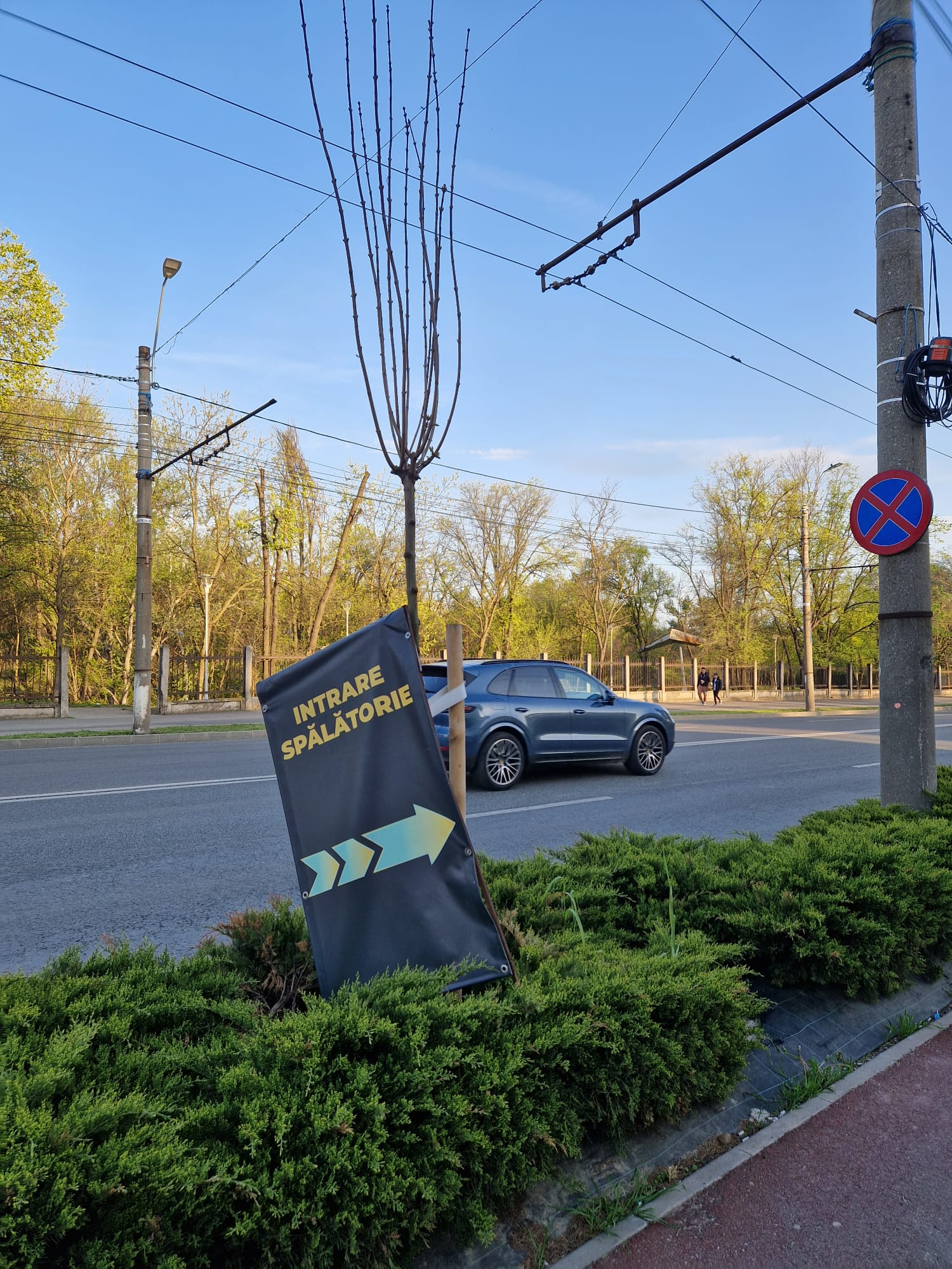 Poza zilei. Cu panoul în copac, pe strada Brăilei