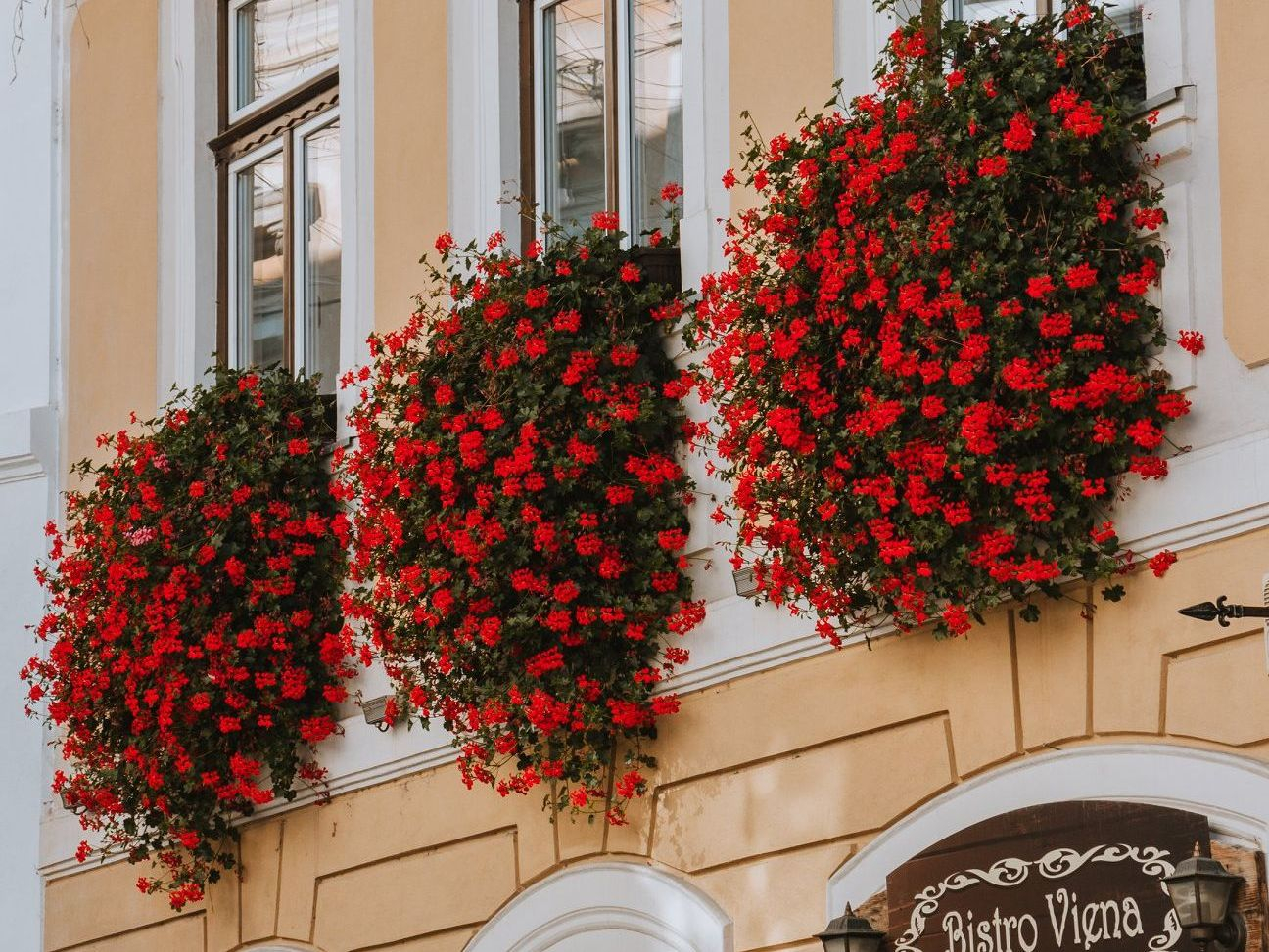 De ce înfloreşte Clujul