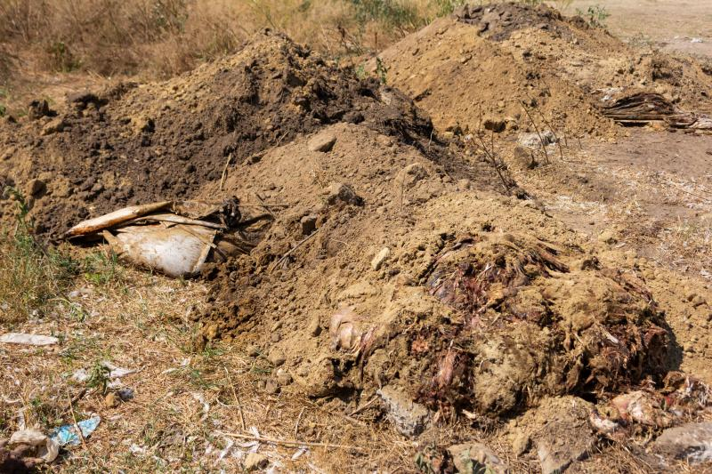 Ferma avicolă din Bucești, amendată și obligată să ecologizeze terenul infestat cu păsări moarte