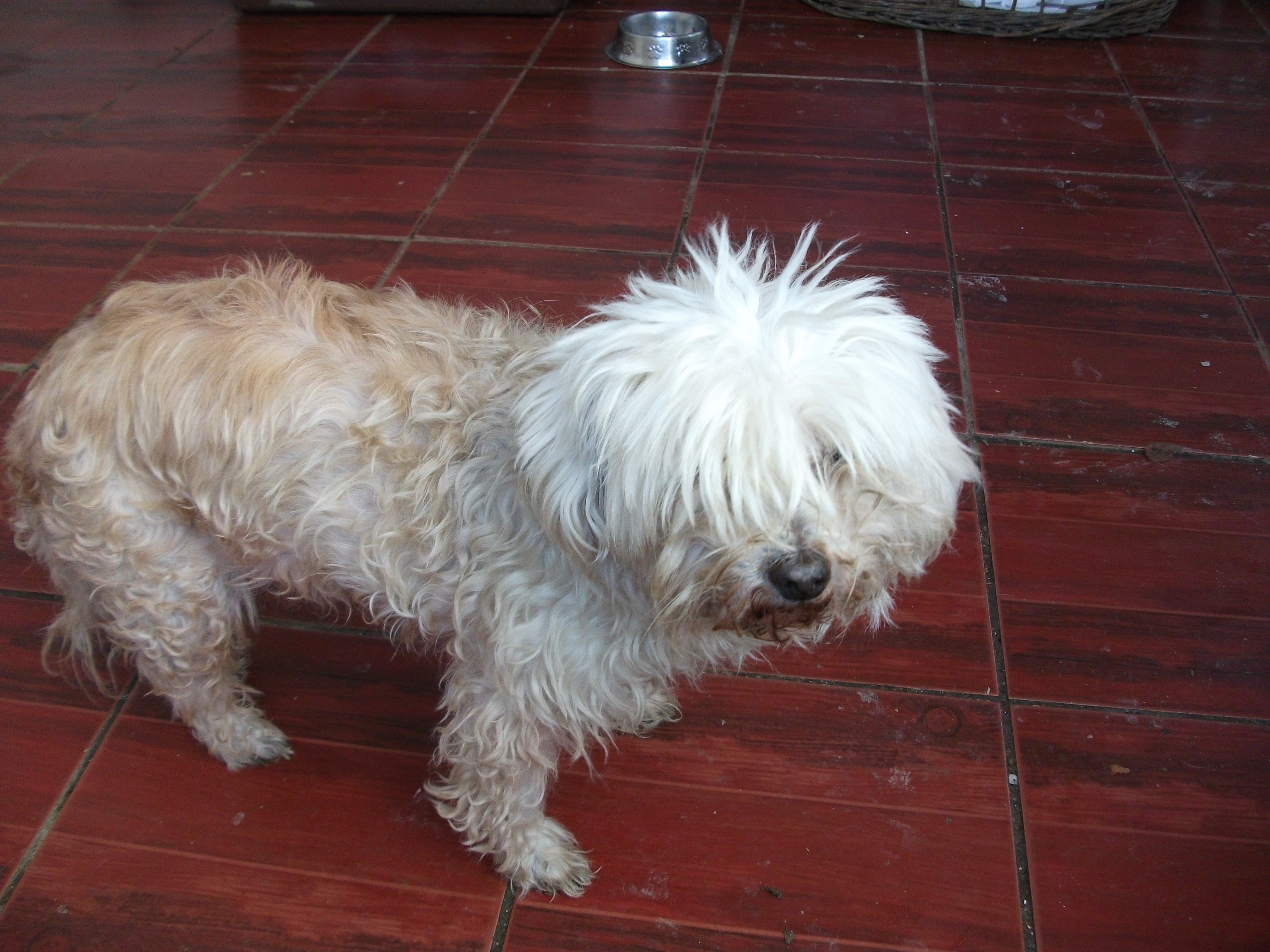 Pierdută sau abandonată? Are nevoie de un stăpân!