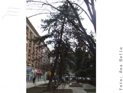 Copac înclinat şi periculos?