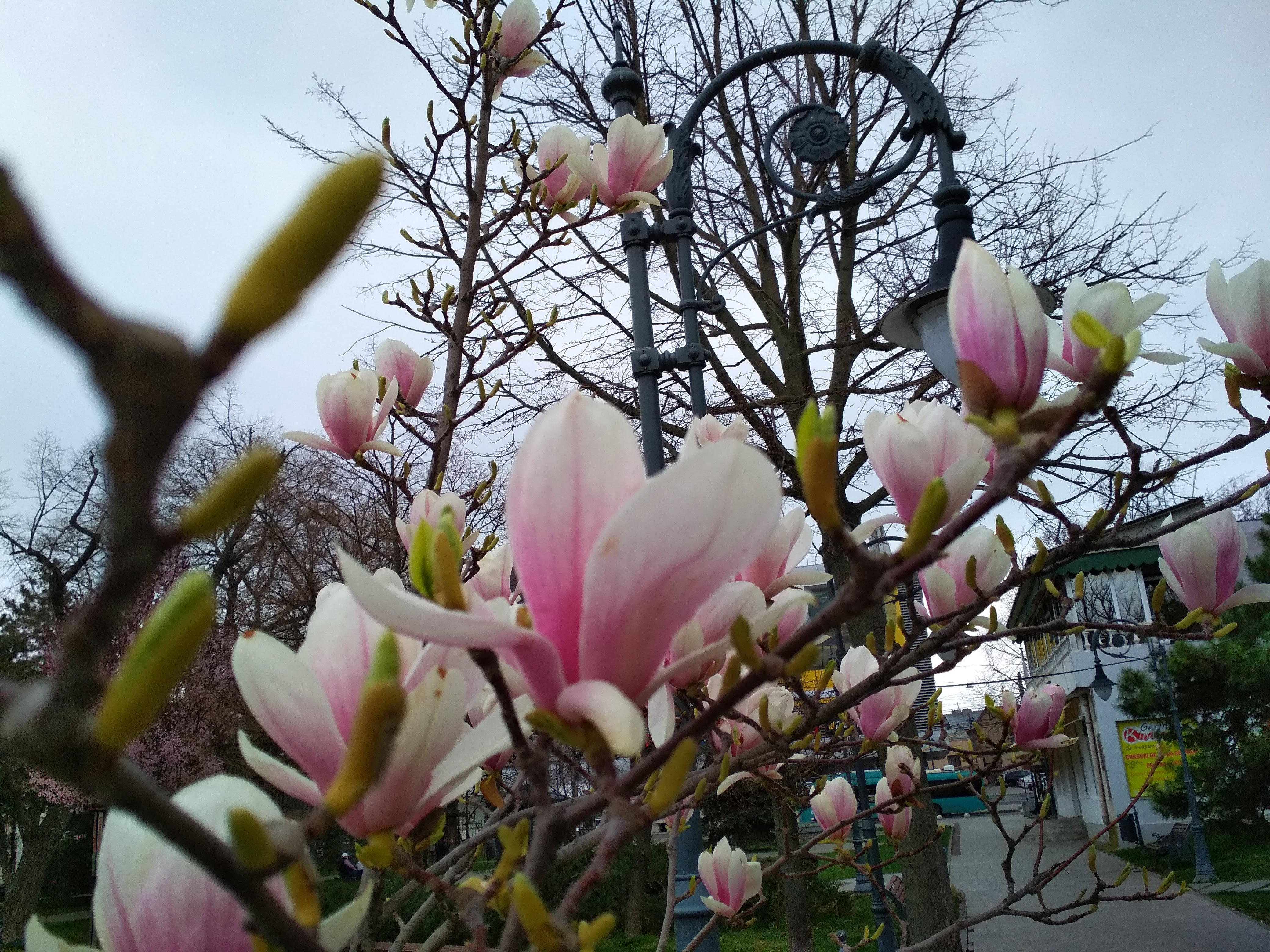 Poza zilei. Magnoliile se dau în spectacol în Parcul „Eminescu”
