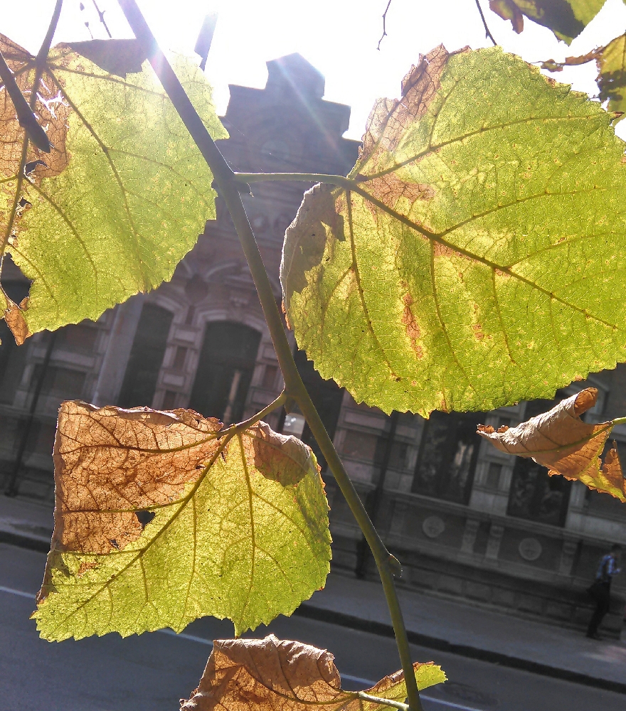 PROGNOZA METEO: Cum va fi luni VREMEA LA GALAŢI