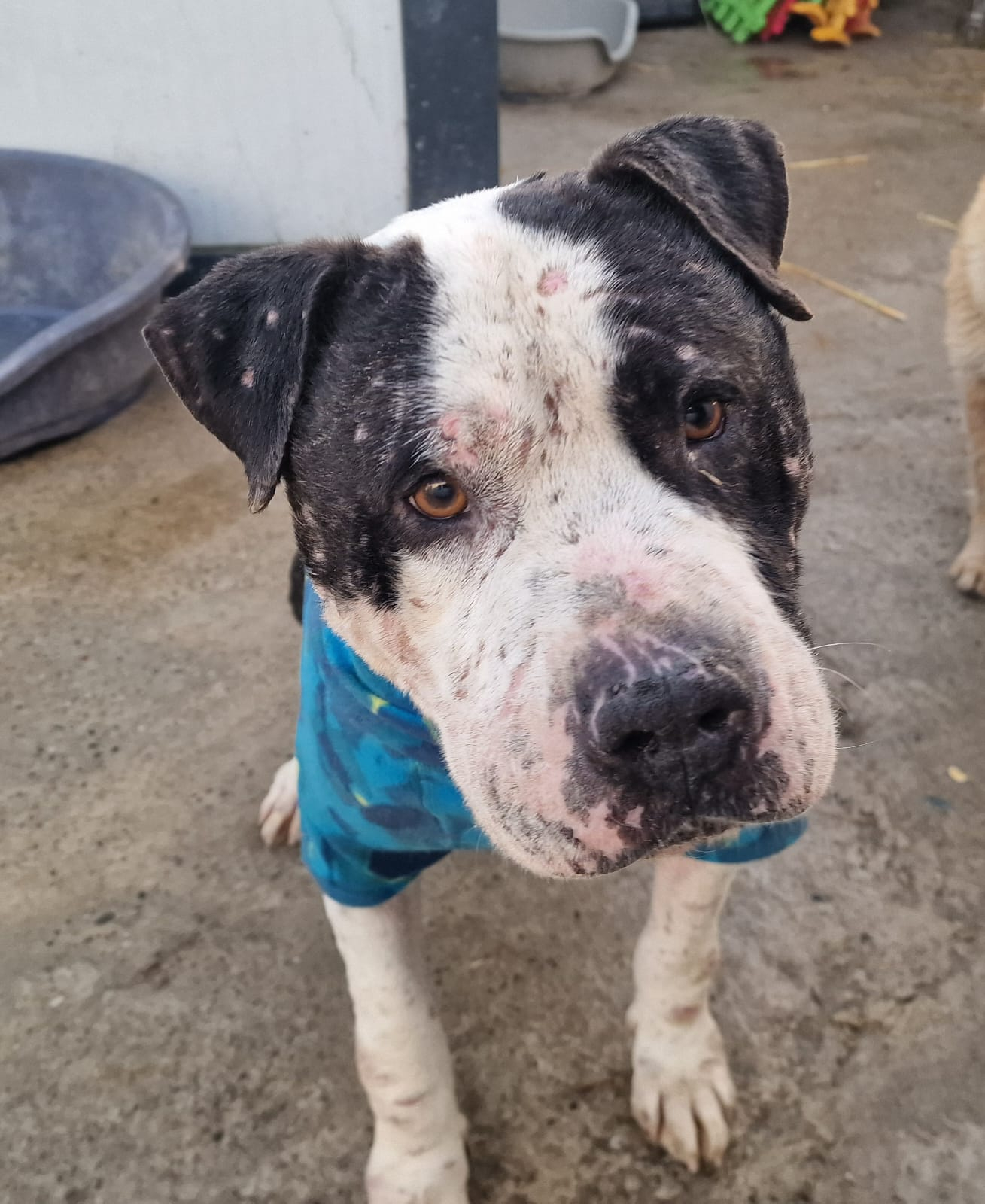 Hektor, supravieţuitorul unei vieţi de durere. Şcoala iubitorilor de animale