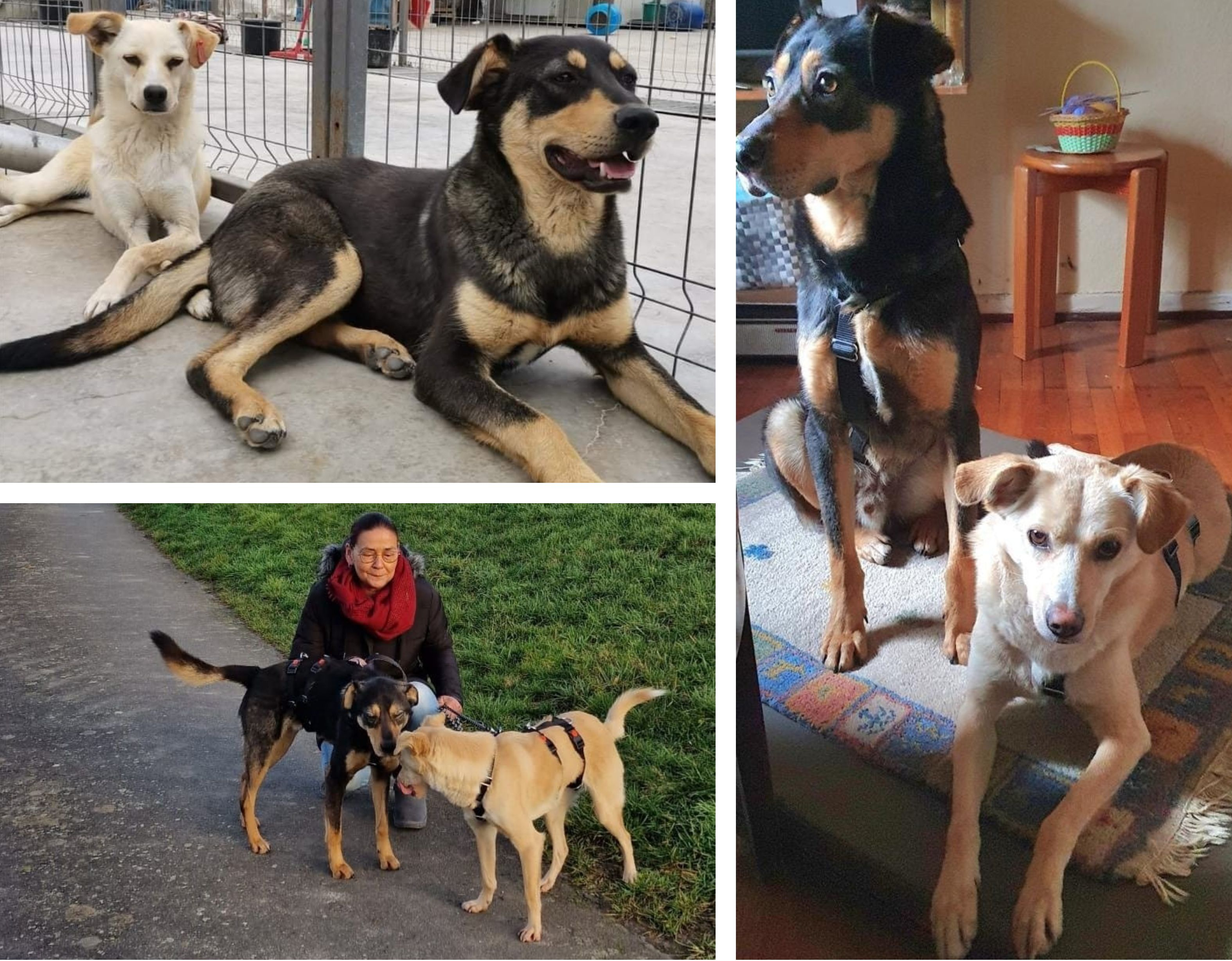 Tazz şi Luna, ambasadorii cățeilor din adăposturi, au fost adoptați în Germania