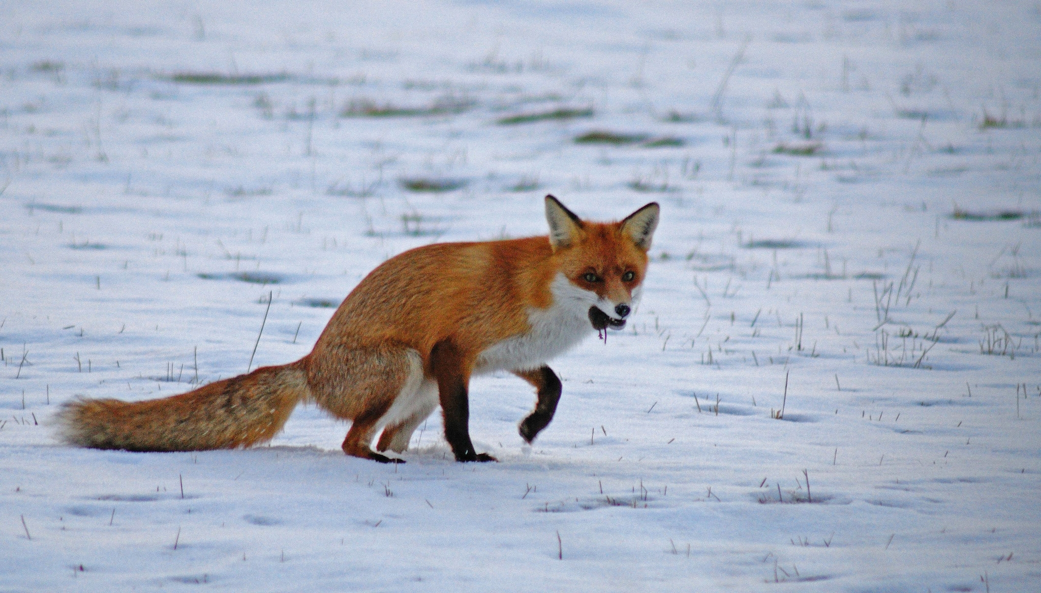 Sindromul vulpii turbate se extinde! Un nou caz de rabie a fost confirmat la Iveşti