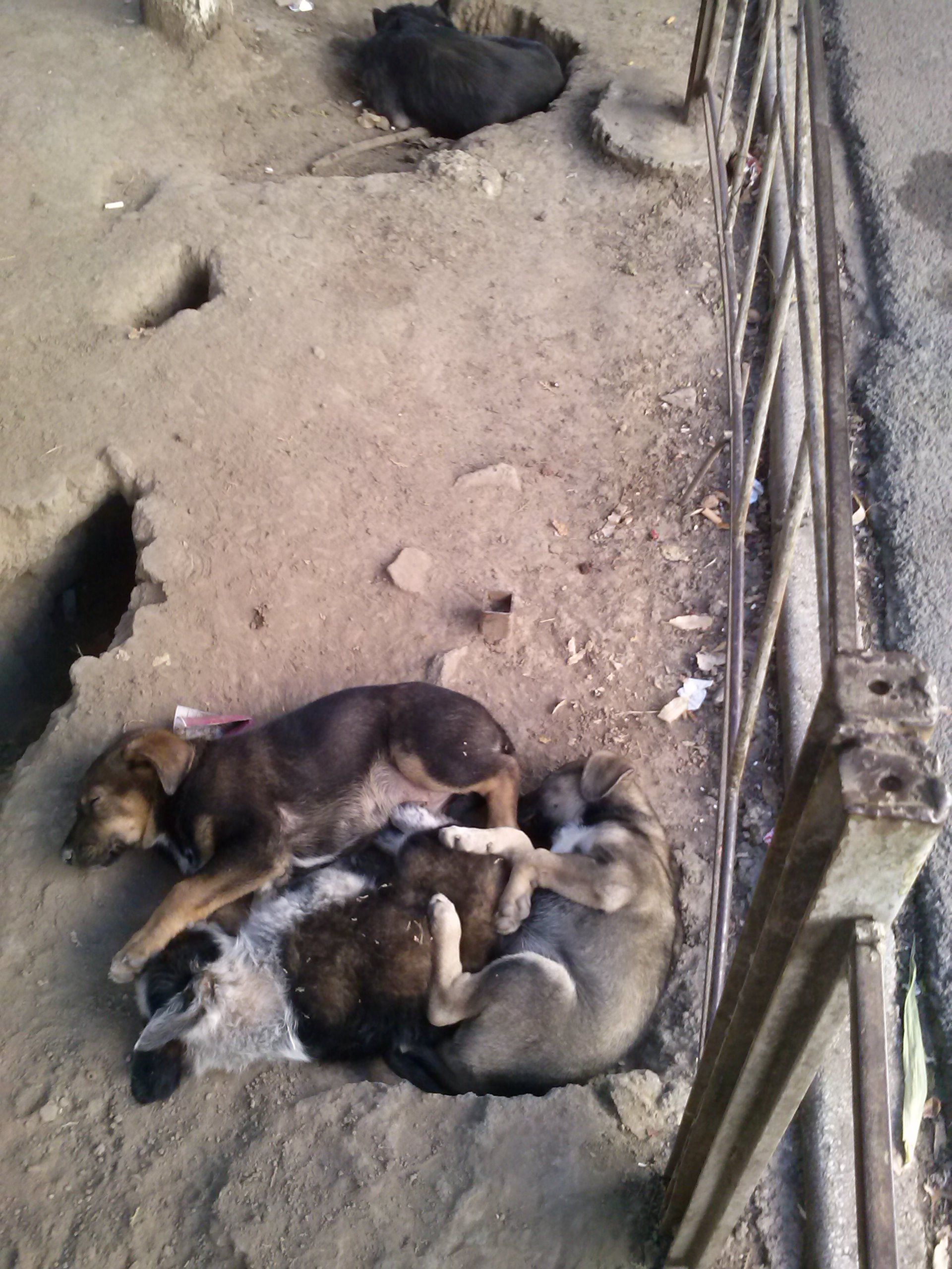 Mondo cane. Amuzament cu blană pe spaţiul (odată) verde