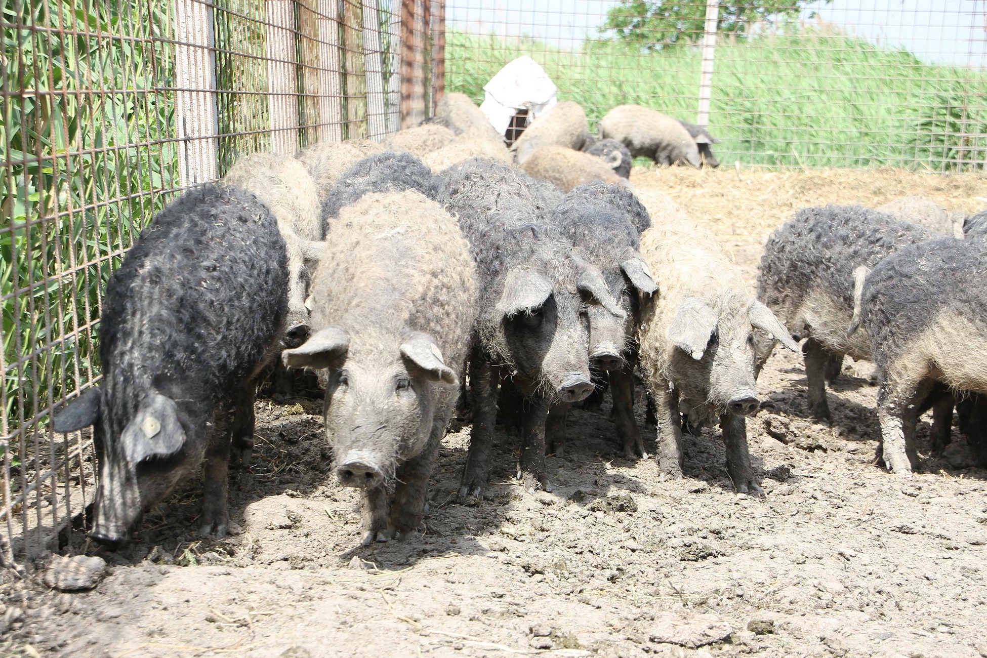 Scandenţă la IMPOZITUL pe venit agricol