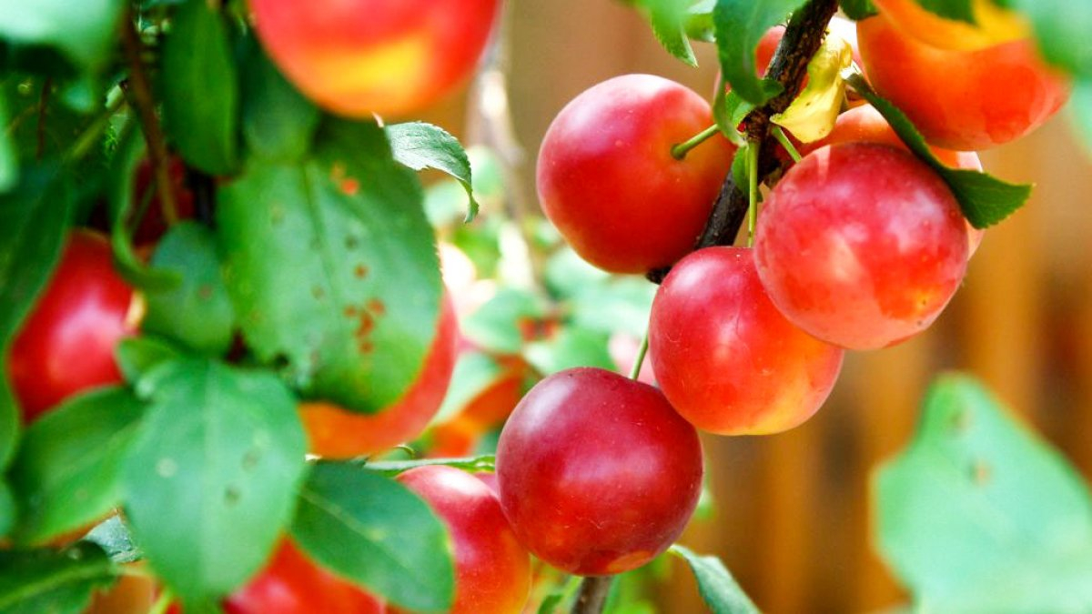 Corcodușele, elixir al verii pentru sănătate